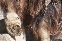 Moschusochse; muskox; Ovibos moschatus