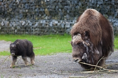 Moschusochse; muskox; Ovibos moschatus