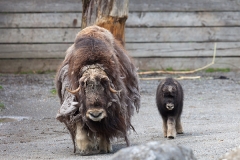 Moschusochse; muskox; Ovibos moschatus