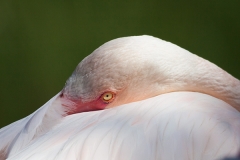 Rosa Flamingo; Greater flamingo; Phoenicopterus ruber roseus