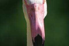 Rosa Flamingo; Greater flamingo; Phoenicopterus ruber roseus