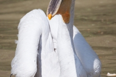 Krauskopfpelikane; Dalmatian pelican; Pelecanus crispus