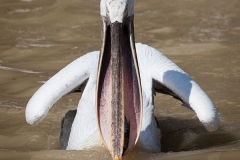 Krauskopfpelikane; Dalmatian pelican; Pelecanus crispus