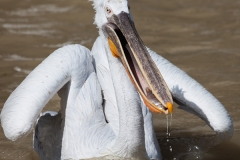 Krauskopfpelikane; Dalmatian pelican; Pelecanus crispus