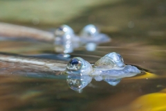 Indischer Zwergschlammspringer; Periophthalmus novemradiatus