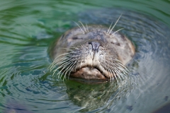 Seehunde; common seal; Phoca vitulina vitulina