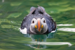 Papageitaucher; Atlantic puffin; Fratercula arctica