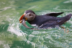 Papageitaucher; Atlantic puffin; Fratercula arctica