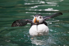 Papageitaucher; Atlantic puffin; Fratercula arctica