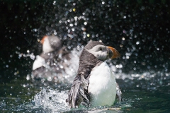 Papageitaucher; Atlantic puffin; Fratercula arctica