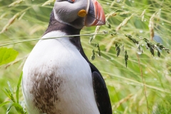 Papageitaucher; Atlantic puffin; Fratercula arctica