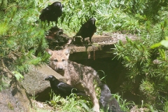 Europäischer Wolf; grey wolf; Canis lupus lupus