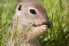 Europäisches Ziesel; European ground squirrel; Spermophilus cit