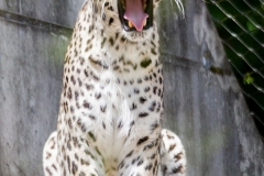 Persischer Leopard; Persian leopard; Panthera pardus ciscaucasica
