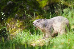 Murmeltiere; Marmota marmota, marmot