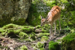 Sikahirsch; sika deer; Cervus nippon
