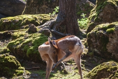 Sikahirsch; sika deer; Cervus nippon
