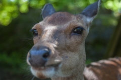 Sikahirsch; sika deer; Cervus nippon