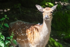 Sikahirsch; sika deer; Cervus nippon