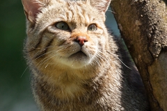 Wildkatze; wildcat; Felis silvestris