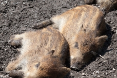 Wildschwein; wild boar; Sus scrofa