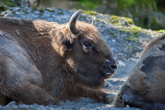 Wisent; European bison; Bison bonasus