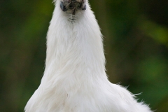 Seidenhuhn; silkie;