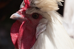 Seidenhuhn; silkie;