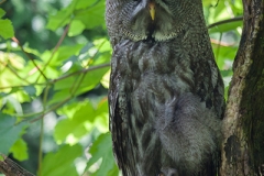 Bartkautz; great grey owl; great gray owl; Strix nebulosa
