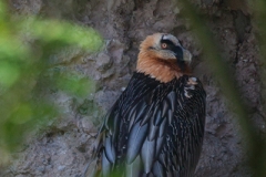 Lämmergeier; Bartgeier; earded vulture; Gypaetus barbatus