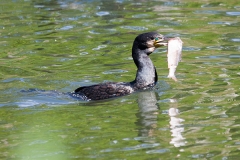 Kormoran; great cormorant; Phalacrocorax carbo