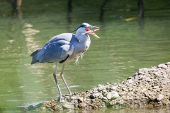 Graureiher; grey heron; Ardea cinerea
