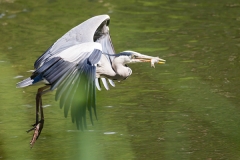 Graureiher; grey heron; Ardea cinerea