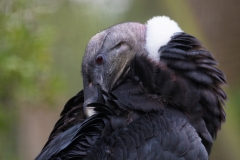 ameisenbaer_7343-2_web