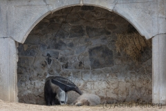 ameisenbaer_7795_web