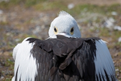 brillenpelikan_7142_web