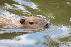 capibara_7800_web