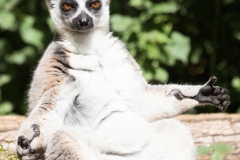katta_7183_web
