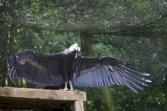 kondor_7307_web