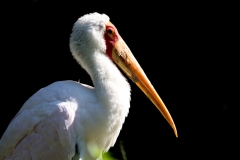 nimmersatt_7543_web