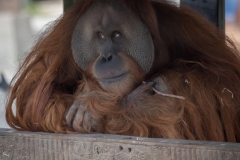orang_utan_7788_web