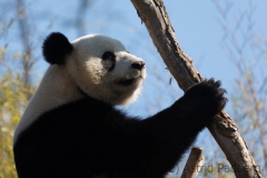 panda_7606_web