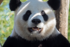 panda_7663_web