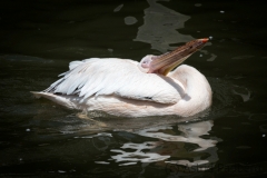 rosa_pelikan_7235_web