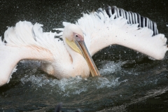 rosa_pelikan_7242_web