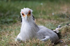 sekretaer_7812_web