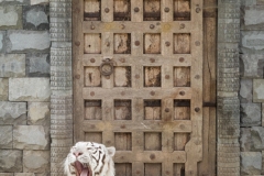 tigr_7279_web