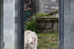 tigr_7285_web