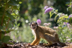 totenkopfaeffchen_7711_web