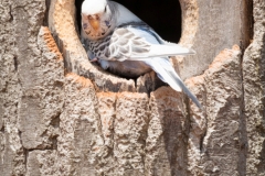 wellensittich_8007_web